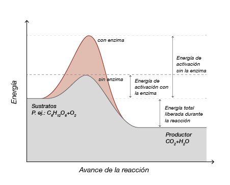 Disminución energía de activación por acción enzimática.