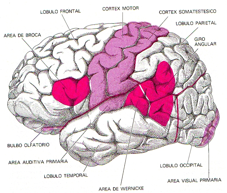cerebro