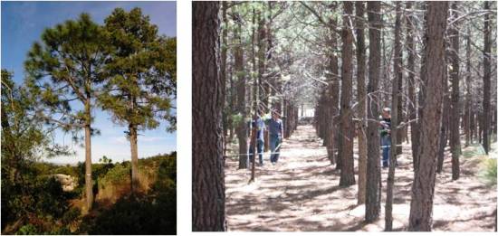 Pinus arizónica 