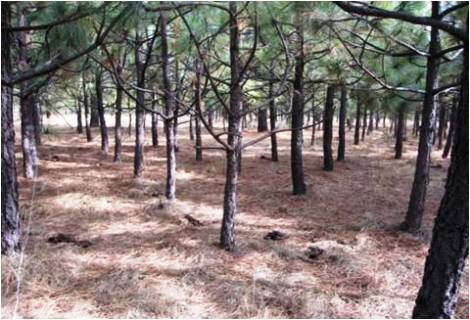 Pinus engelmannii